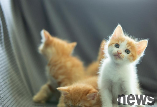 Why do you all say don t keep a cat? Let s take a look