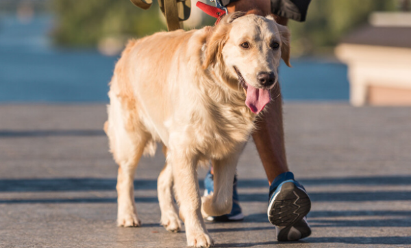 Dogs cannot be walked like this, otherwise it will harm the dog s health
