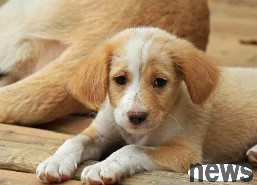 How to remove dog tears, what are the fast and effective methods