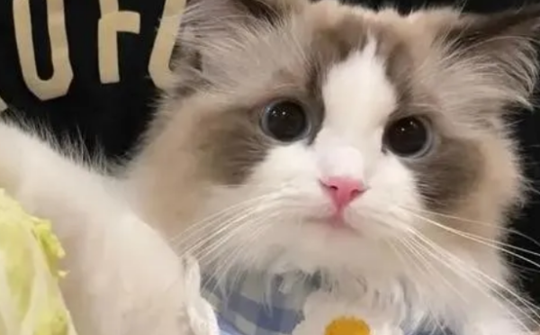 Ranking of vegetables required by cats! Are there any dishes you often give to cats?
