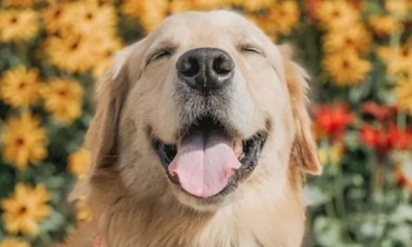 A greedy dog is vomited after stealing food. Can dogs really not eat people s food?