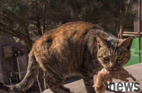 After feeding stray cats for a while, the style of painting became unexpected. I don’t want to feed them anymore, hey!