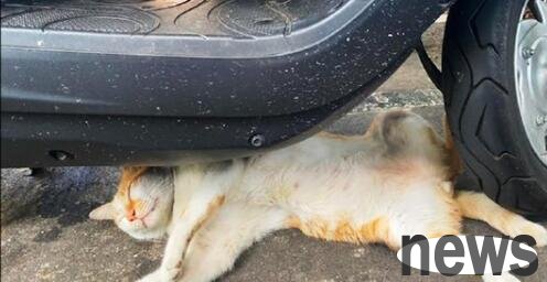 Why is there an orange cat under the electric car? Netizen: Meow, you are too dangerous.